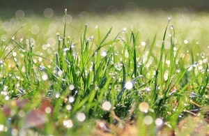 grass lawn