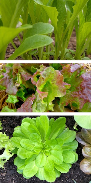 Lettuce Varieties