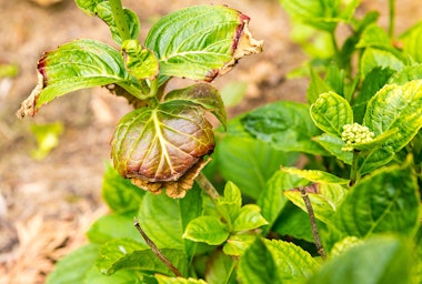 A hydrangea growing in the garden that needs water.