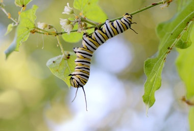 Monarch caterpillar upside down on a plant in the garden.