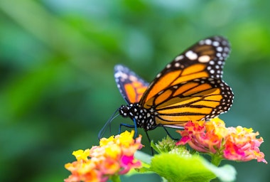Monarch butterfly on yellow, pink and orange lantana flowers.