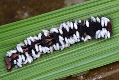 Parasitic Wasp Cocoons on a Caterpillar atop a leaf.