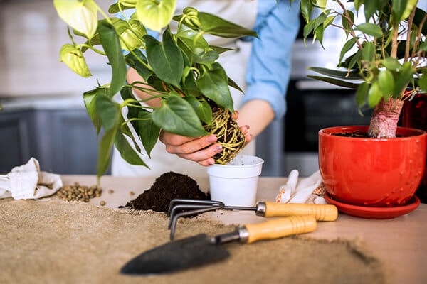 repotting