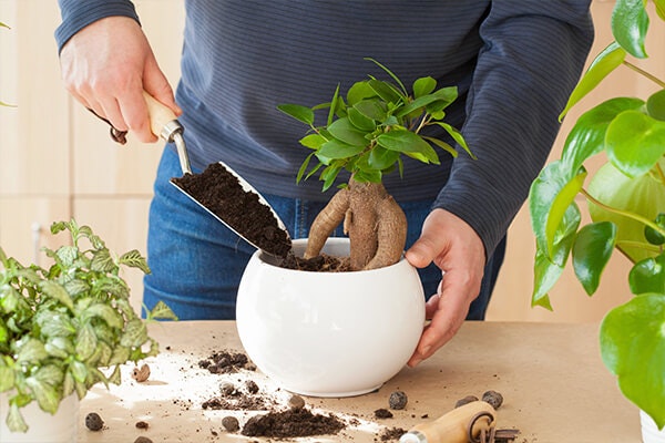 repotting