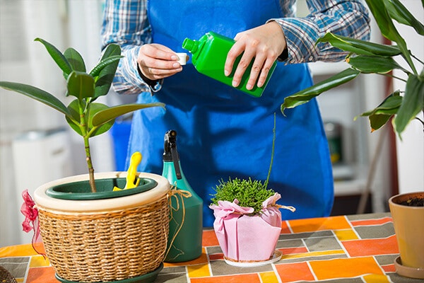 repotting