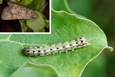 A Cutworm caterpillar, and moth (inset).