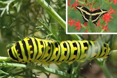 A Giant Swallowtail caterpillar, and butterfly (inset).