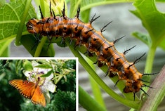 A Gulf Fritillary caterpillar, and butterfly (inset)
