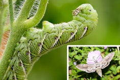 Tomato Hornworm caterpillar, and moth (inset).
