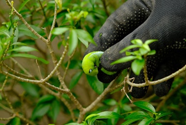 Handpicking a caterpillar off of a plant in a garden.