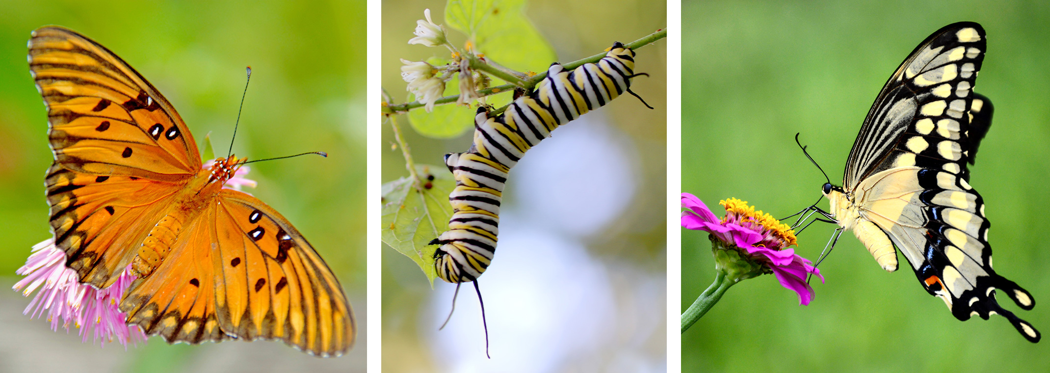 A Gulf Fritillary butterfly, a Monarch caterpillar, and a Two-tailed swallowtail butterfly.