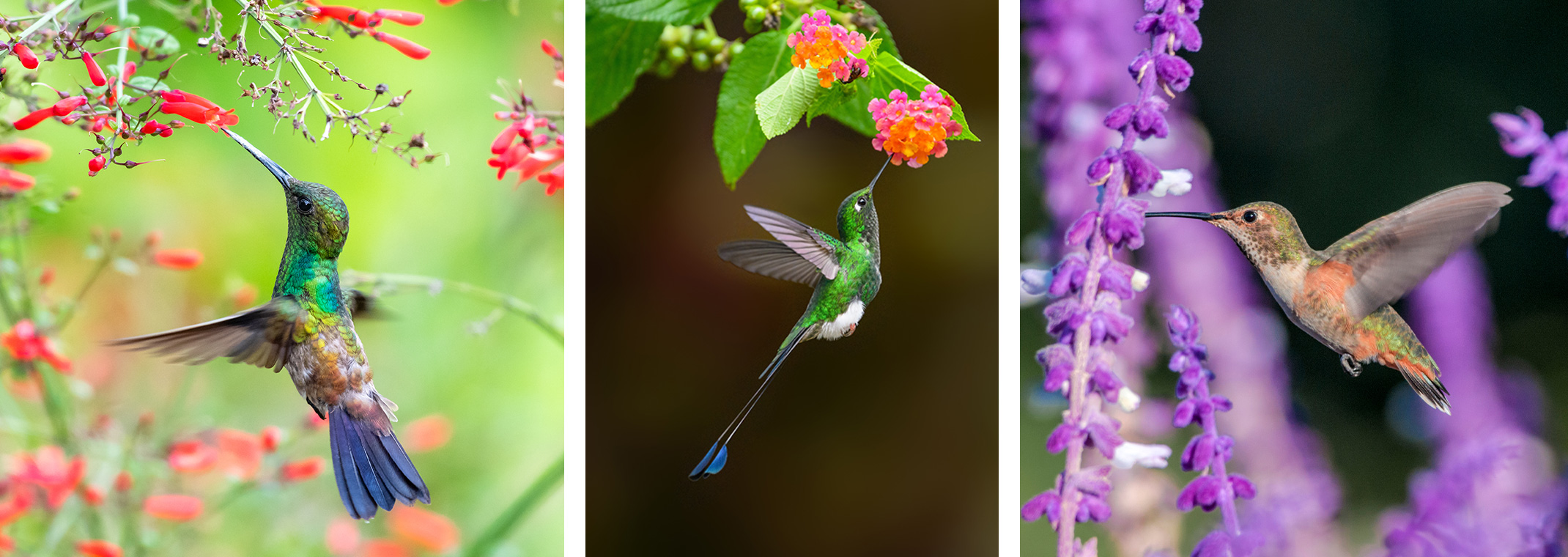 3 images with hummingbirds - with yellow lantana,  with blue sage, and with pink pentas
