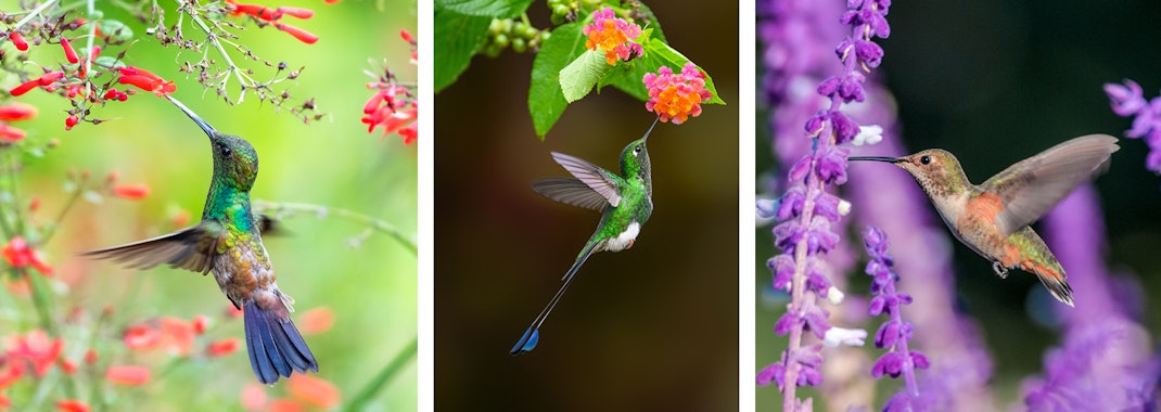 3 images with hummingbirds - with yellow lantana,  with blue sage, and with pink pentas