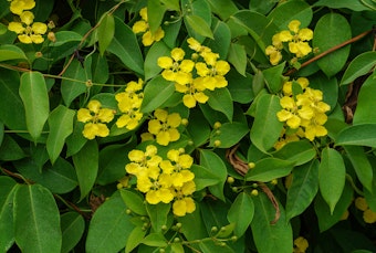 Mascagnia macroptera growing in the garden with bright yellow blooms.