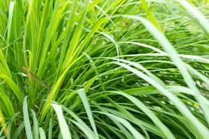 Lemongrass