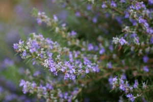 Rosemary