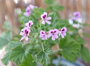 Scented Geraniums