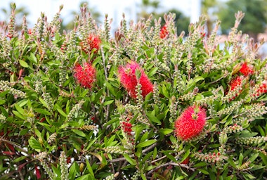 A closeup of a Red Bottlebrush bush.