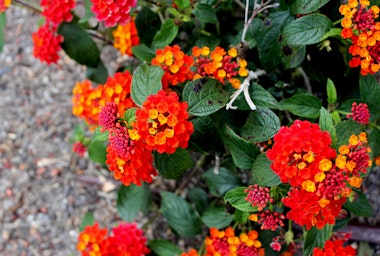 A Dallas Red Lantana bush growing in the garden.
