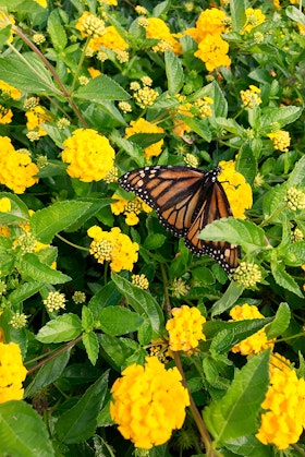 A Monarch butterfly enjoying New Gold Lantana blooms.