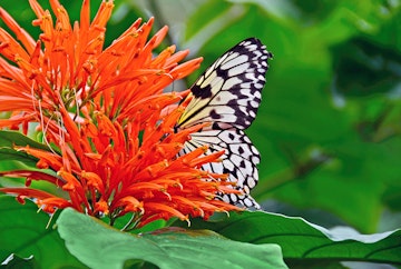 A closeup of a Tree Nymph butterfly enjoying Mexican Honeysuckle blooms.
