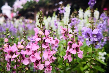 Pink and purple angelonia blooms growing in the garden.