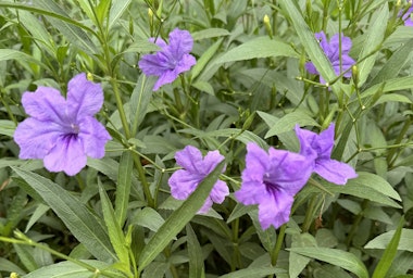 Purple Baja Ruellia blooms growing in the garden.