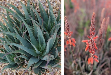 2 images: a Blue Elf Aloe plant, and the coral blooms of a blue elf aloe plant.