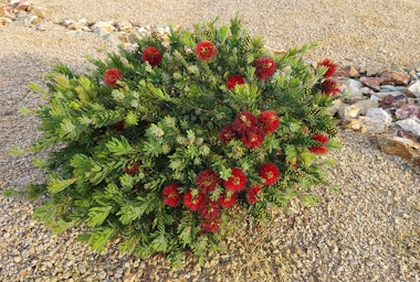 A Little John Dwarf Bottlebrush bush surrounded by rocks and pebbles.