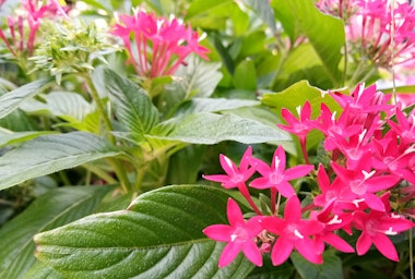 A closeup of bright pink pentas blooms.