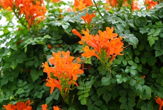 Bright orange cape honeysuckle blooms and vine.