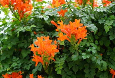 Bright orange cape honeysuckle blooms and vine.