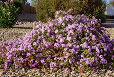 A Trailing purple lantana plant surrounded by rocks in a desert garden landscape.