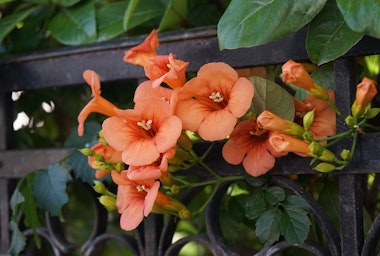 A closeup of Trumpet Vine growing on a black metal trellis.