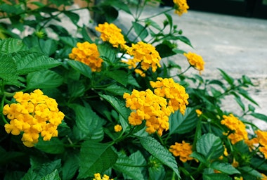 New Gold Lantana shrub.