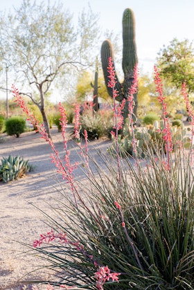 Red Yucca Plant in a desert landscape.