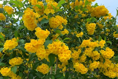 A Yellow Bells shrub.