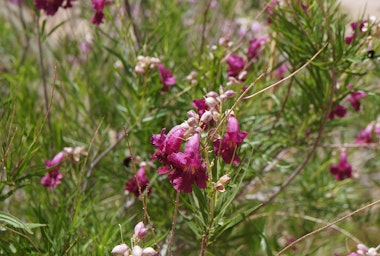 A Burgundy Desert Willow with numerous blooms.