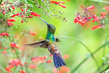 A hummingbird feeding on red Firecracker Plant blooms.