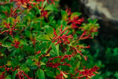 Texas Firebush plant growing in the garden.