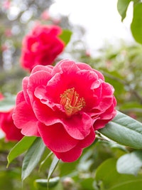 pink camellias