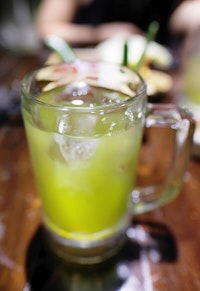 oolong tea made from camellias