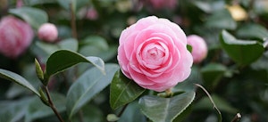 pink camellias