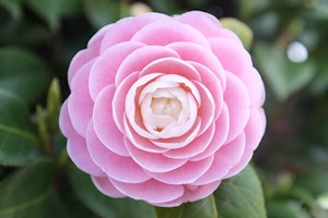 camellia up close