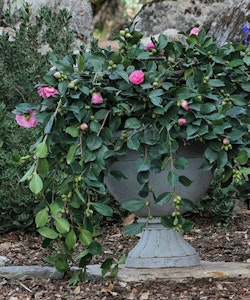 camellias in containers