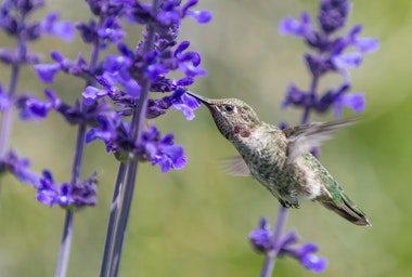 Anna's Hummingbird feeding on purple sage.