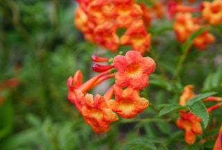 Closeup of bright orange Tangerine Beauty crossvine.