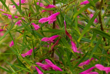 Bright pink blooms from an Easter Egg Emu Bush.