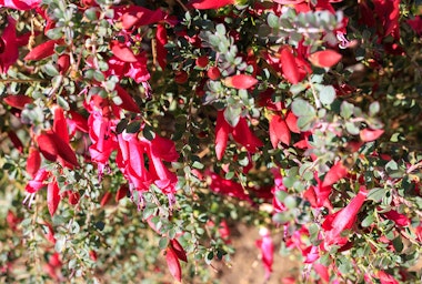 Closeup of red blooms on a Valentine Emu Bush.