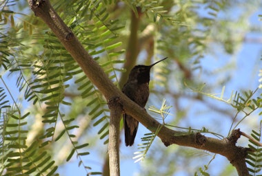 A hummingbird sitting in the shade of a Palo Verde tree.